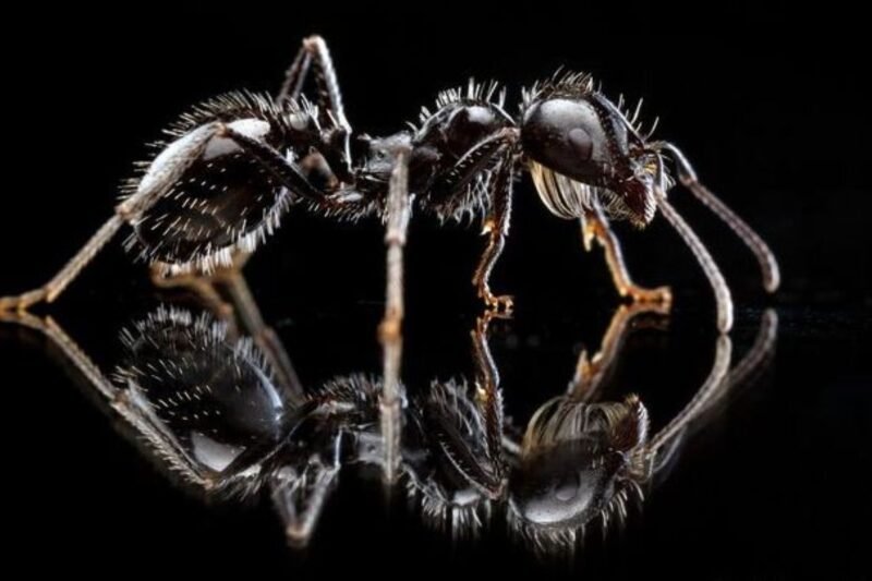 अफ्रिका : कमिलाको तस्करी गर्ने चारजना पक्राउ, एउटैको मूल्य ३० हजार बढी