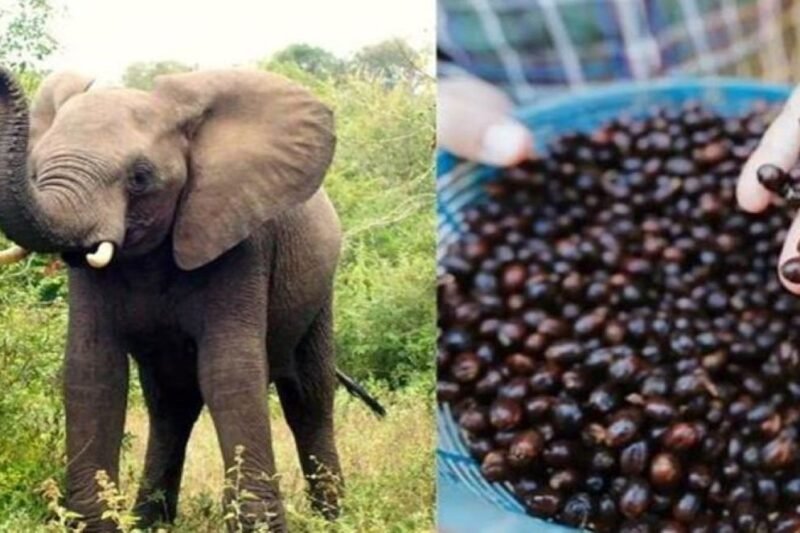 विश्वको सबैभन्दा महंगो कफी, जुन बन्छ हात्तीको गोबरमार्फत